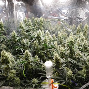 AG Day 45 Flower (2).JPG