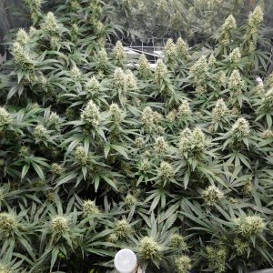 AG Day 45 Flower (3).JPG