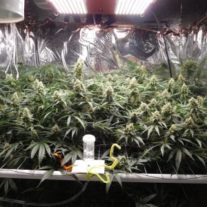 FDOG Day 45 Flower (1).JPG