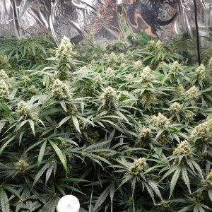 FDOG Day 45 Flower (2).JPG