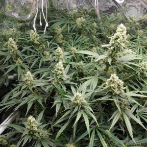 FDOG Day 45 Flower (4).JPG