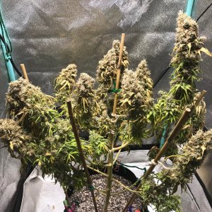 GM clone 6-5-23 F87 drought5.jpg