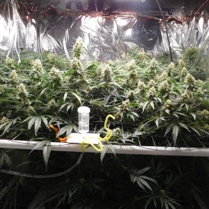 FDOG Day 46 Flower (1).JPG