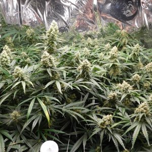 FDOG Day 46 Flower (2).JPG