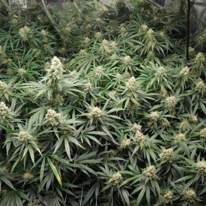 FDOG Day 46 Flower (3).JPG