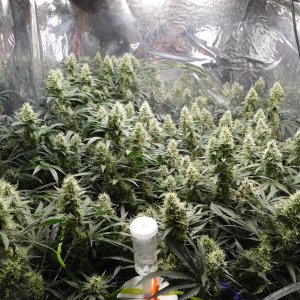 AG Day 46 Flower (3).JPG