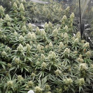 AG Day 46 Flower (4).JPG