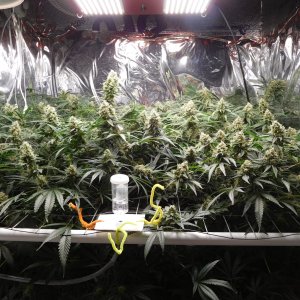 FDOG Day 47 Flower (1).JPG