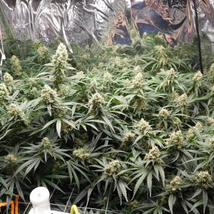 FDOG Day 47 Flower (2).JPG