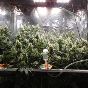 AG Day 47 Flower (1).JPG