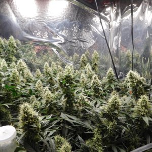 AG Day 47 Flower (3).JPG