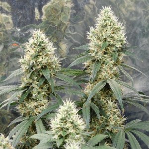 AG Day 47 Flower (4).JPG