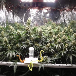 FDOG Day 48 Flower (1).JPG