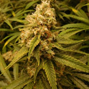 FDOG Day 48 Flower (5).JPG