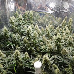 AG Day 48 Flower (2).JPG