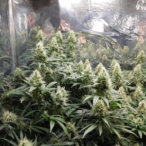 AG Day 48 Flower (4).JPG