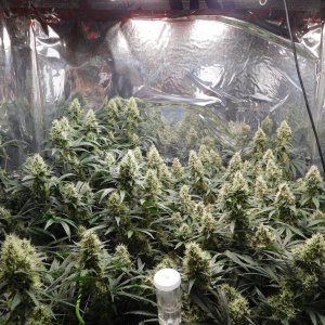 AG Day 49 Flower (1).JPG