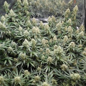 AG Day 49 Flower (3).JPG