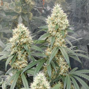 AG Day 49 Flower (4).JPG