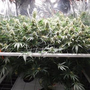 FDOG Day 49 Flower (1).JPG