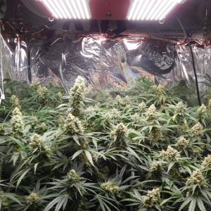 FDOG Day 49 Flower (9).JPG