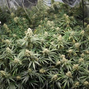 FDOG Day 49 Flower (2).JPG