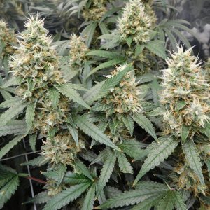 AG Day 50 Flower (4).JPG