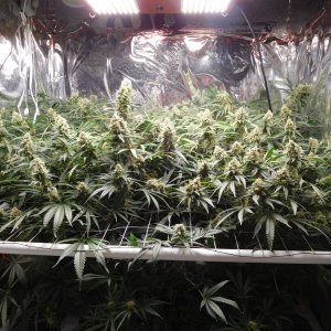 FDOG Day 50 Flower (1).JPG