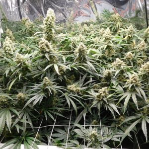 FDOG Day 50 Flower (2).JPG