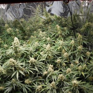 FDOG Day 50 Flower (3).JPG