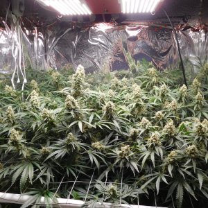 FDOG Day 51 Flower (2).JPG