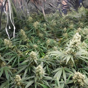 FDOG Day 51 Flower (4).JPG