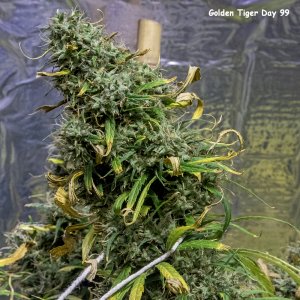 Day 99 Golden Tiger Bud 10 Jun 23.jpg