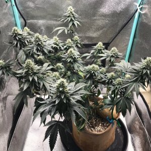 Cresc clone 6-11-23 F46.jpg