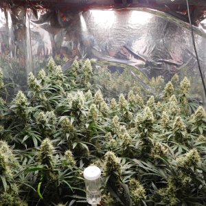 AG Day 52 Flower (2).JPG