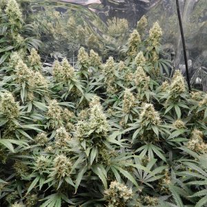 AG Day 52 Flower (4).JPG