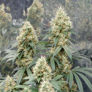 AG Day 52 Flower (5).JPG