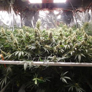 FDOG Day 52 Flower (1).JPG