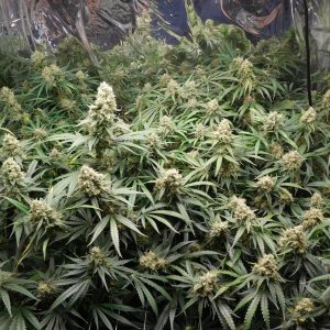 FDOG Day 52 Flower (2).JPG