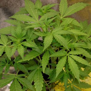 jack-herer-topped-day-7.jpg