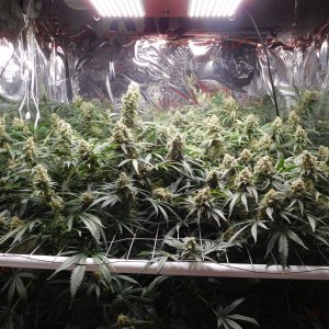 FDOG Day 53 Flower (1).JPG