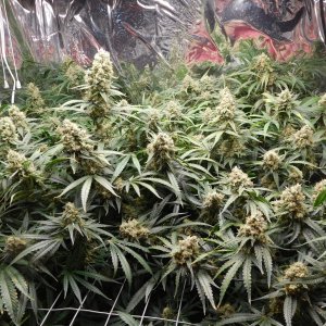 FDOG Day 53 Flower (2).JPG