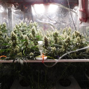 AG Day 53 Flower (1).JPG