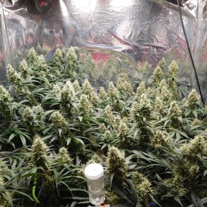 AG Day 53 Flower (2).JPG