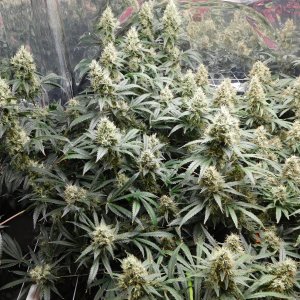 AG Day 54 Flower (4).JPG