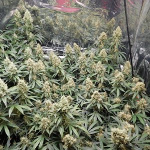 AG Day 54 Flower (3).JPG