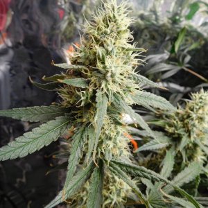 AG Day 54 Flower (5).JPG