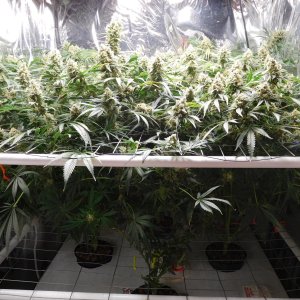 FDOG Day 54 Flower (1).JPG