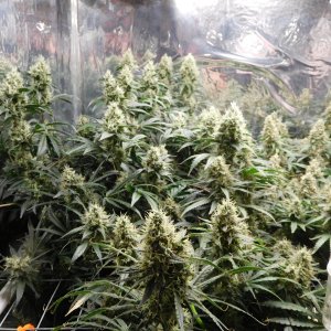 AG Day 55 Flower (3).JPG