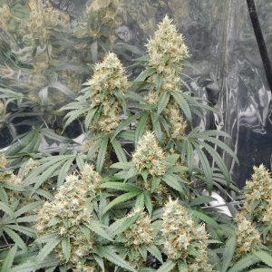 AG Day 55 Flower (6).JPG